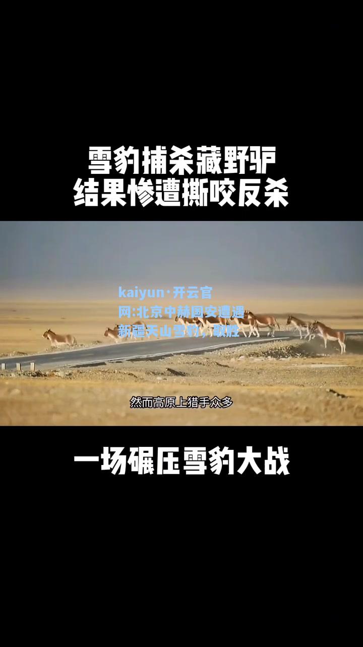 kaiyun·开云官网:北京中赫国安遭遇新疆天山雪豹，取胜